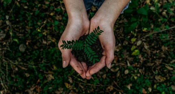 Hands with a plant